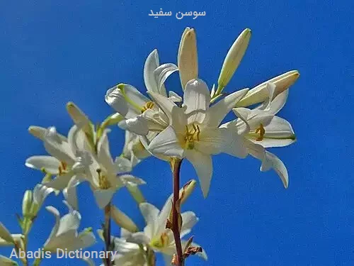 سوسن سفید